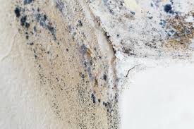 Mold Odor Removal Services in Sahuarita, AZ